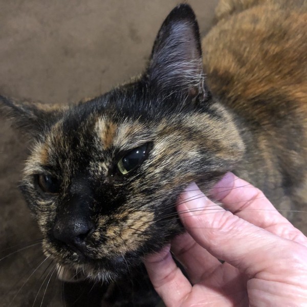 猫 サビ猫 ポンちゃんの写真