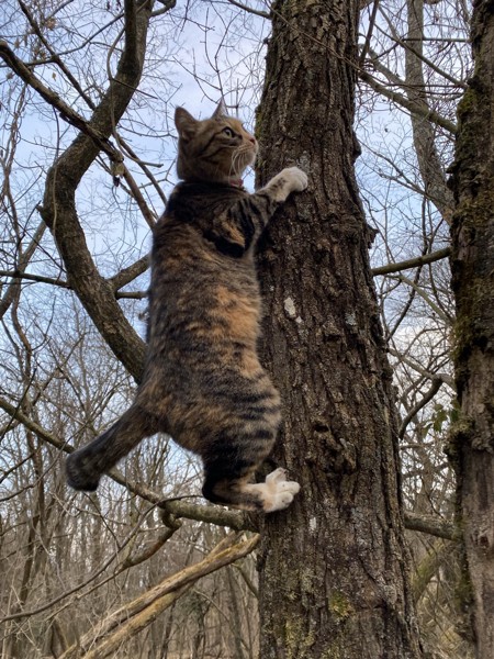 猫 雑種 たまの写真