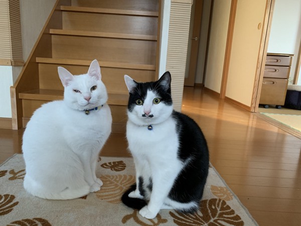 猫 雑種（ミックス） レオ&ソラの写真