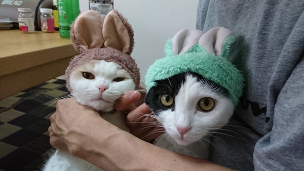 猫 スコティッシュフォールド かあびぃの写真