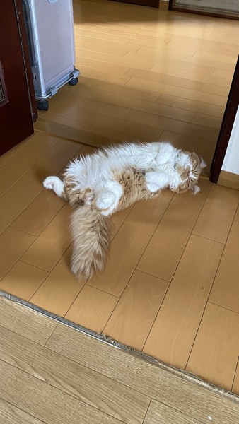 猫 ミヌエット きなこの写真