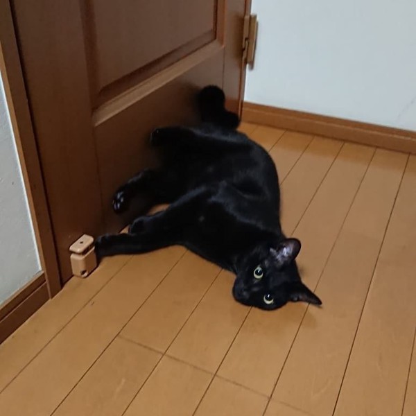 猫 黒猫 はるの写真