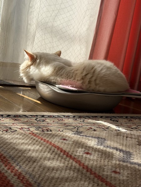 猫 ヒマラヤン ロッキーの写真