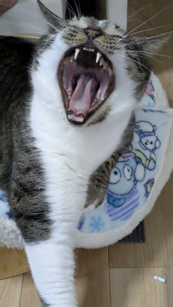 猫 キジシロ 岩次郎(いわじろう)の写真