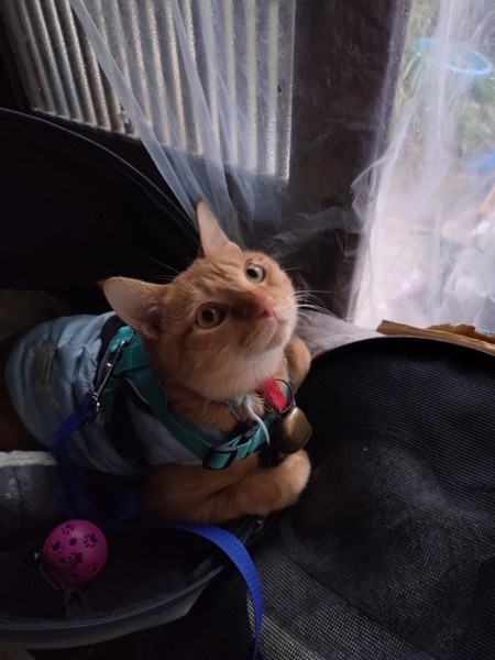 猫 茶トラ りんの写真