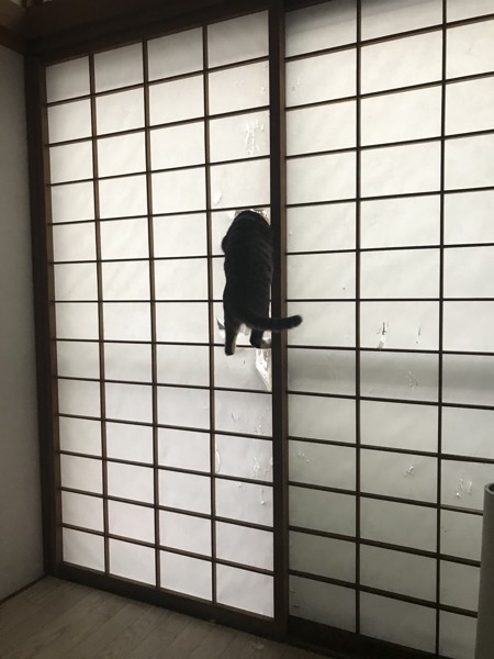 猫 雑種（ミックス） コツの写真