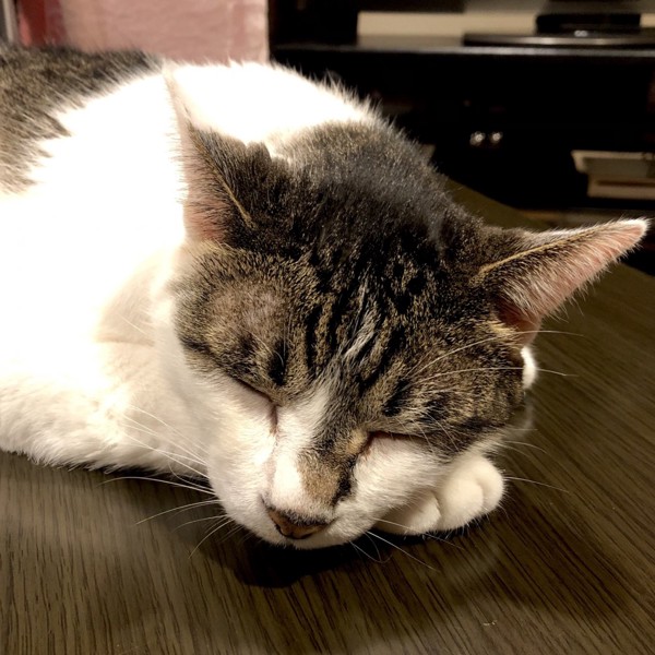 猫 雑種（ミックス） ラブの写真