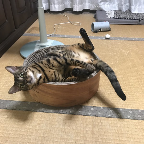 猫 ベンガル こむぎの写真