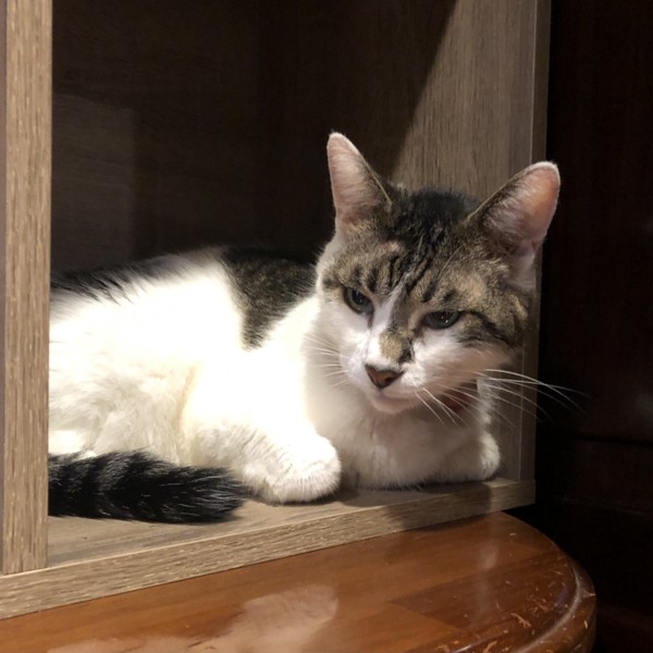 猫 雑種（ミックス） ラブの写真