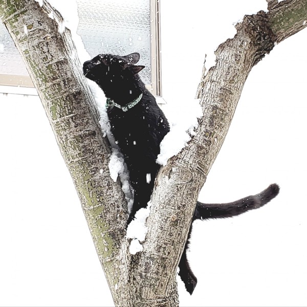 猫 黒猫 くろさんの写真