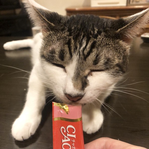 猫 雑種（ミックス） ラブの写真