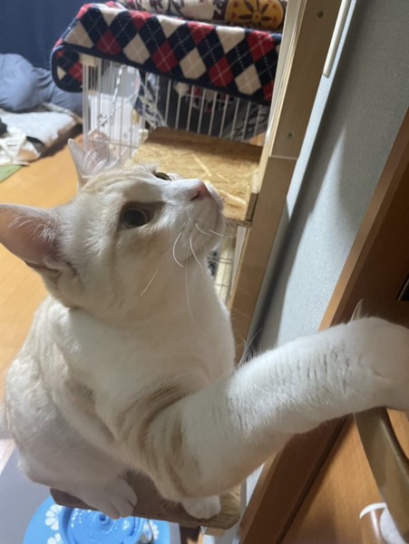 猫 雑種（ミックス） チャチャの写真