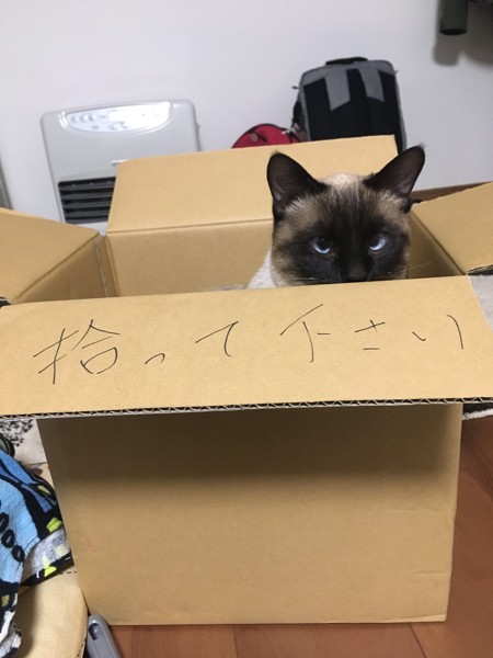 猫 シャム 次元の写真