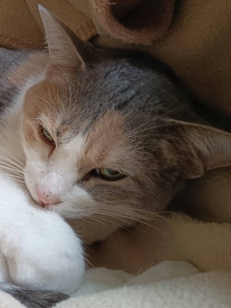 猫 三毛猫 ももの写真