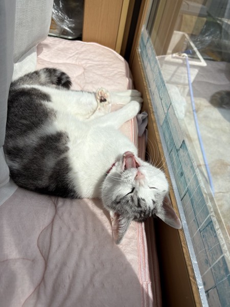 猫 サバシロ もーしゃんの写真