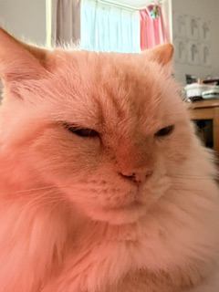 猫 ヒマラヤン ロッキーの写真