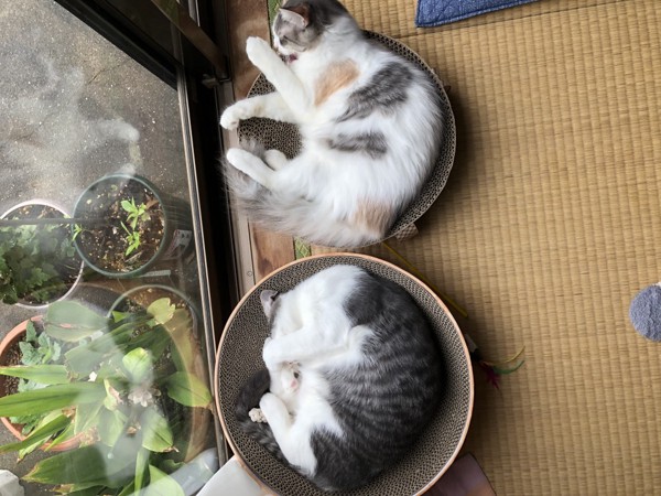 猫 雑種（ミックス） ミルクの写真