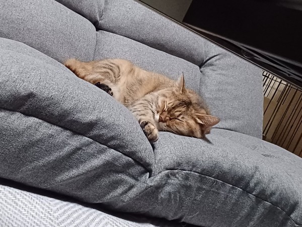 猫 雑種 かぐらの写真