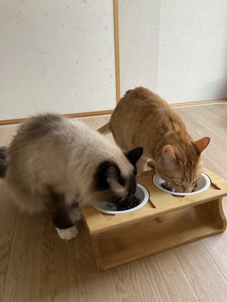 猫 雑種（ミックス） メルとチャオの写真