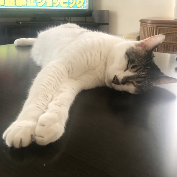 猫 雑種（ミックス） ラブの写真