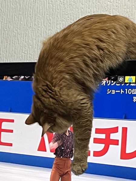 猫 茶トラ 茶々丸の写真