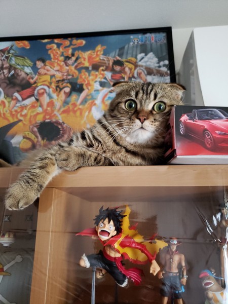 猫 スコティッシュフォールド のんの写真