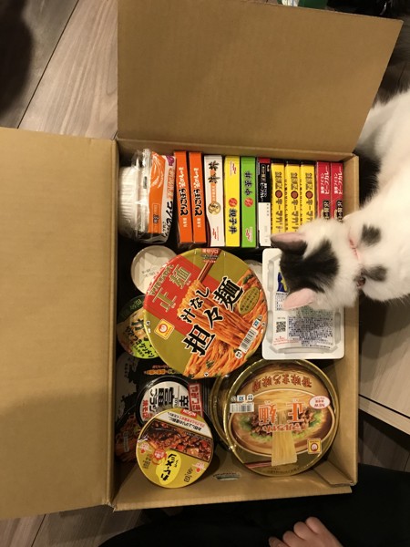 猫 ノルウェージャンフォレストキャット しじみの写真