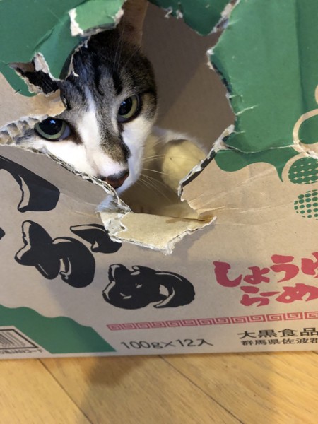 猫 雑種（ミックス） ラブの写真