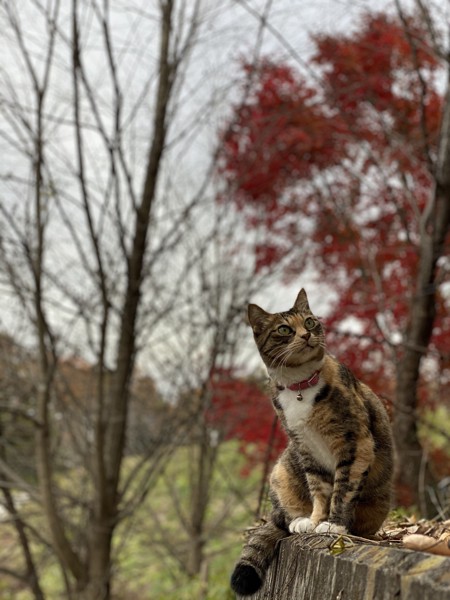 猫 雑種 たまの写真