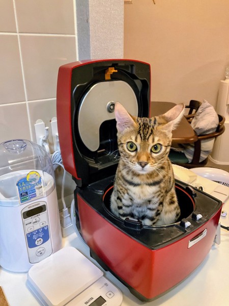 猫 ベンガル カーラの写真