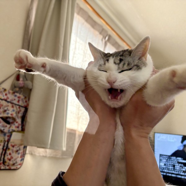 猫 サバシロ もーしゃんの写真