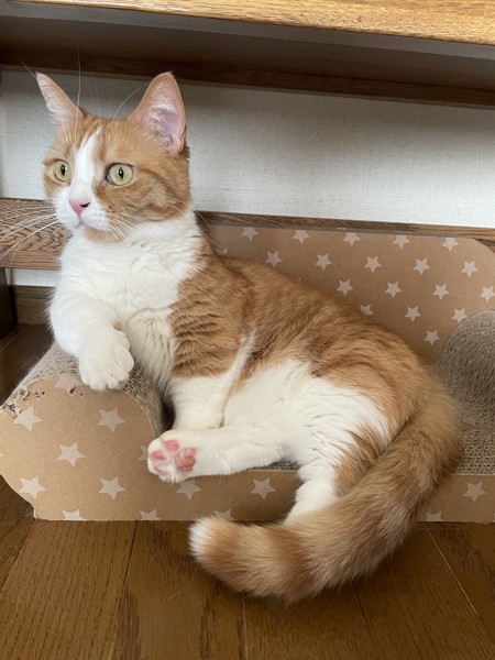 猫 マンチカン チャーの写真