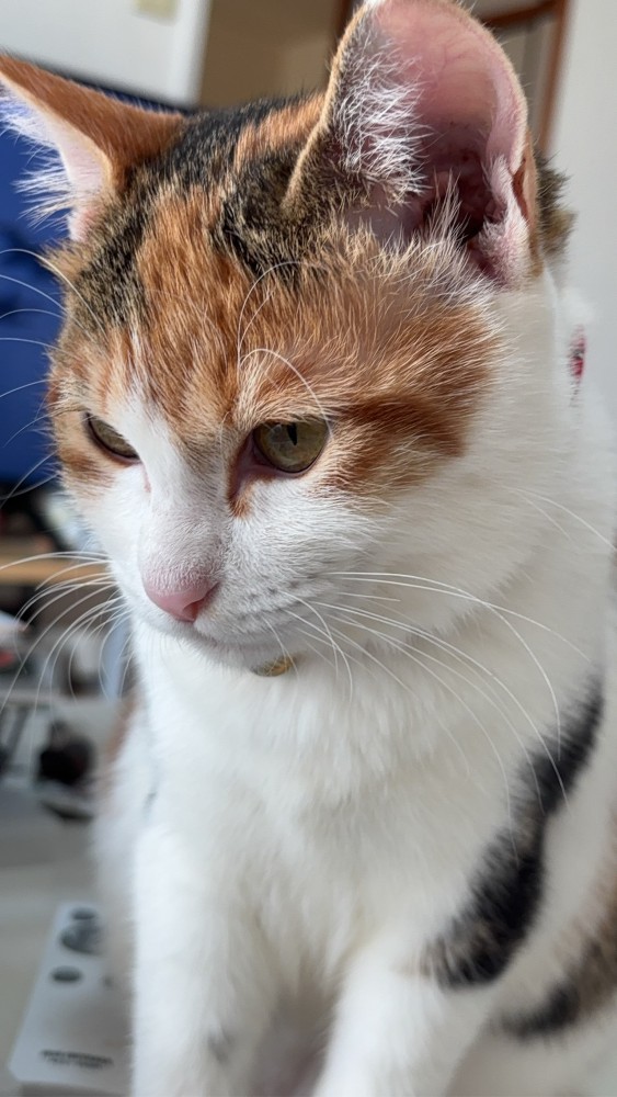 猫 三毛猫 みゃあの写真