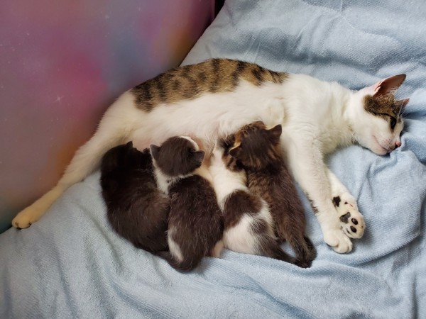 猫 雑種（ミックス） ふにょと子供達の写真