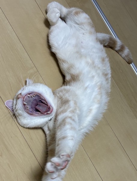 猫 アメリカンショートヘア ソル☀️の写真