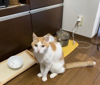 猫 雑種（ミックス） ちゃちゃの写真