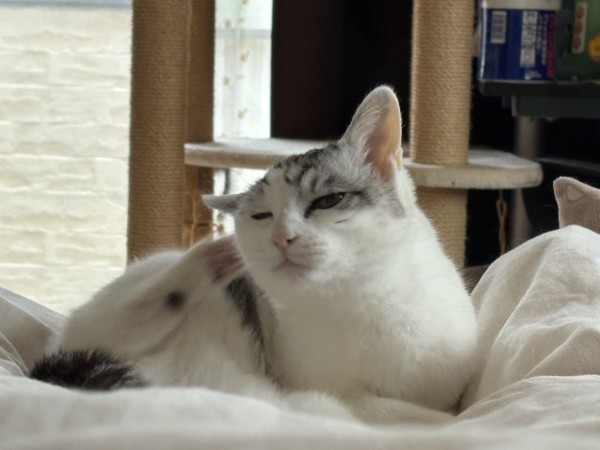 猫 サバシロ もーしゃんの写真