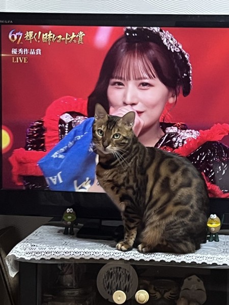 猫 ベンガル Ottoの写真