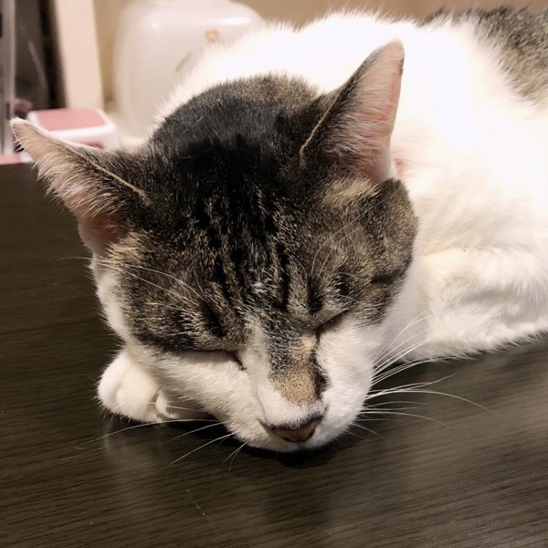 猫 雑種（ミックス） ラブの写真