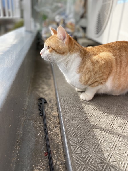 猫 茶白トラ ミモの写真