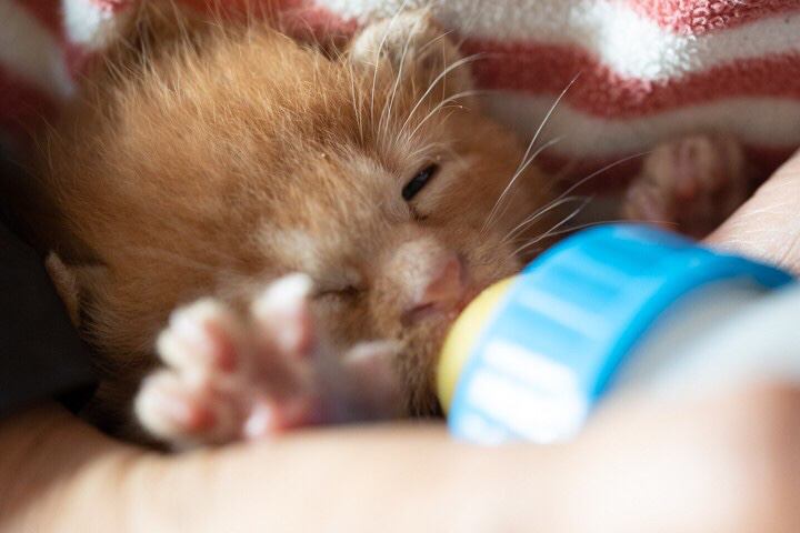 猫 茶トラ かいの写真