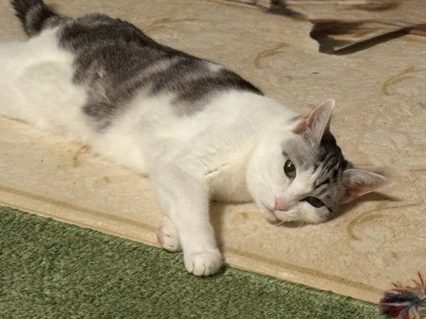 猫 サバシロ もーしゃんの写真