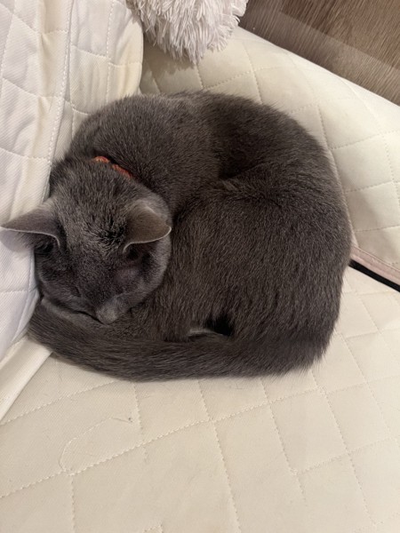 猫 ロシアンブルー みーちゃんの写真