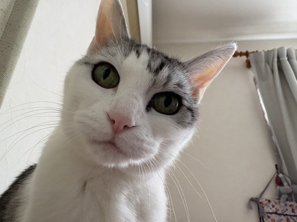 猫 サバシロ もーしゃんの写真