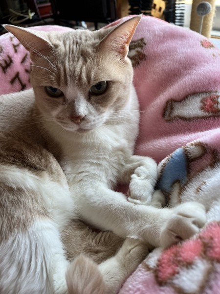 猫 茶白トラ ミィちゃんの写真