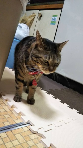 猫 ミックス ミーコの写真