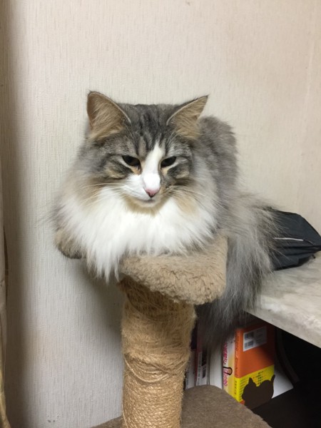 猫 ノルウェージャンフォレストキャット プルの写真