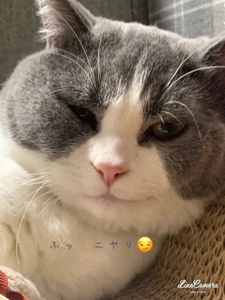 猫 ブリティッシュショートヘア そらの写真