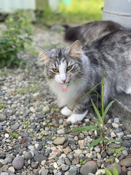 猫 ノルウェージャンフォレストキャット プルの写真