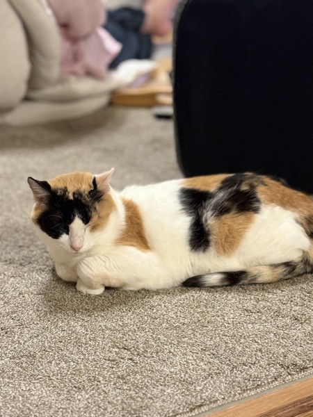 猫 三毛猫 ちゅらの写真